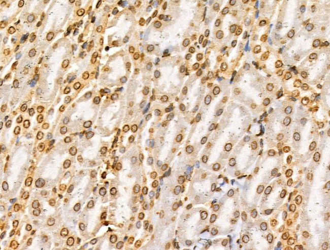 E2F4 Antibody in Immunohistochemistry (Paraffin) (IHC (P))