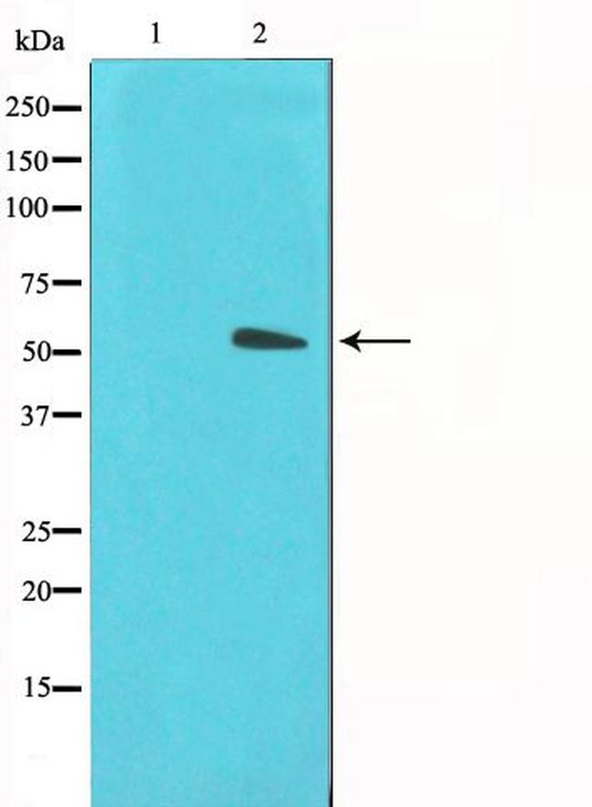 GLUT3 Antibody in Western Blot (WB)