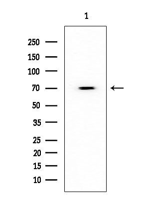 HDAC10 Antibody in Western Blot (WB)