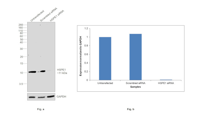 HSPE1 Antibody in Western Blot (WB)