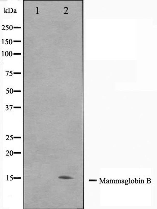 Mammaglobin B Antibody in Western Blot (WB)