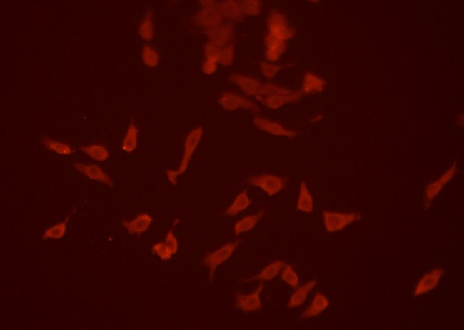 SIRP alpha Antibody in Immunocytochemistry (ICC/IF)