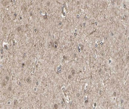 SIRP alpha Antibody in Immunohistochemistry (Paraffin) (IHC (P))