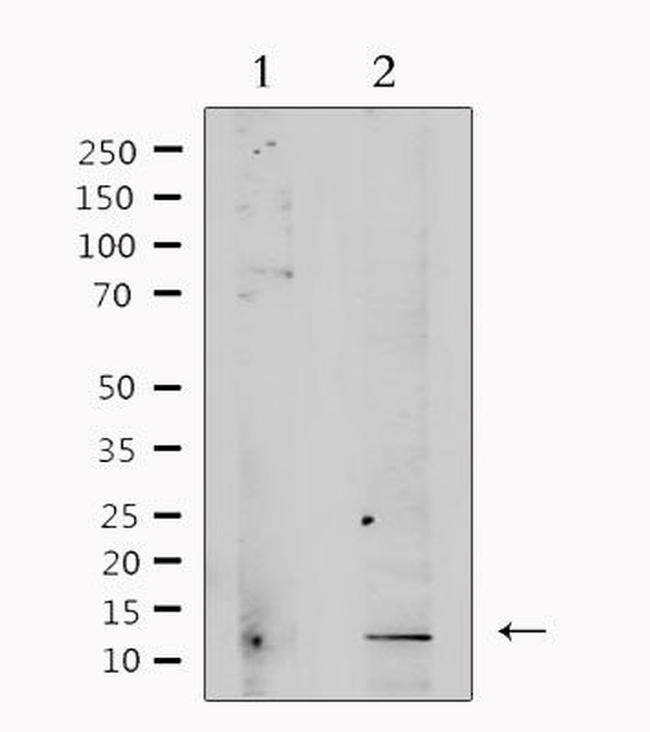 TGF beta-3 Antibody in Western Blot (WB)