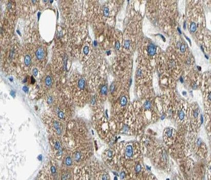 NYREN18 Antibody in Immunohistochemistry (Paraffin) (IHC (P))