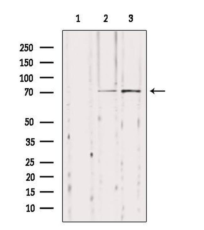 NYREN18 Antibody in Western Blot (WB)