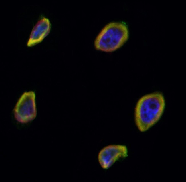 TRIM24 Antibody in Immunocytochemistry (ICC/IF)