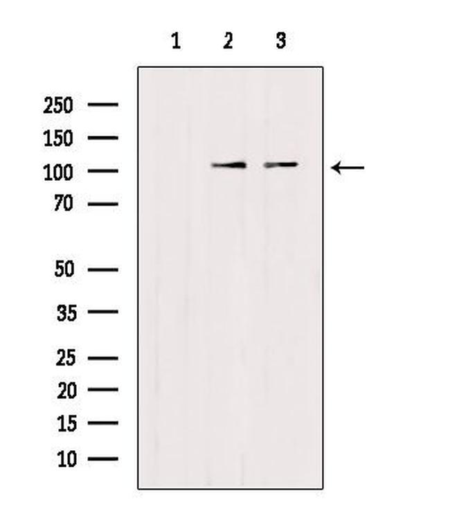 TRIM24 Antibody in Western Blot (WB)