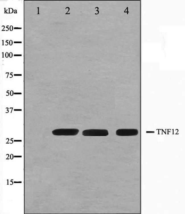 TWEAK Antibody in Western Blot (WB)