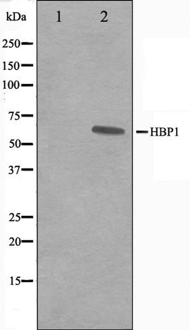 HBP1 Antibody in Western Blot (WB)