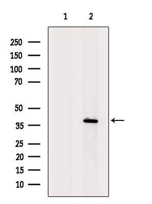 MOS Antibody in Western Blot (WB)