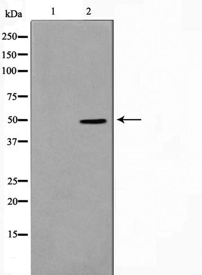 SERC1 Antibody in Western Blot (WB)