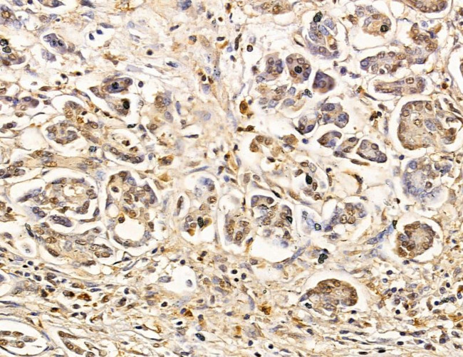 C1orf35 Antibody in Immunohistochemistry (Paraffin) (IHC (P))