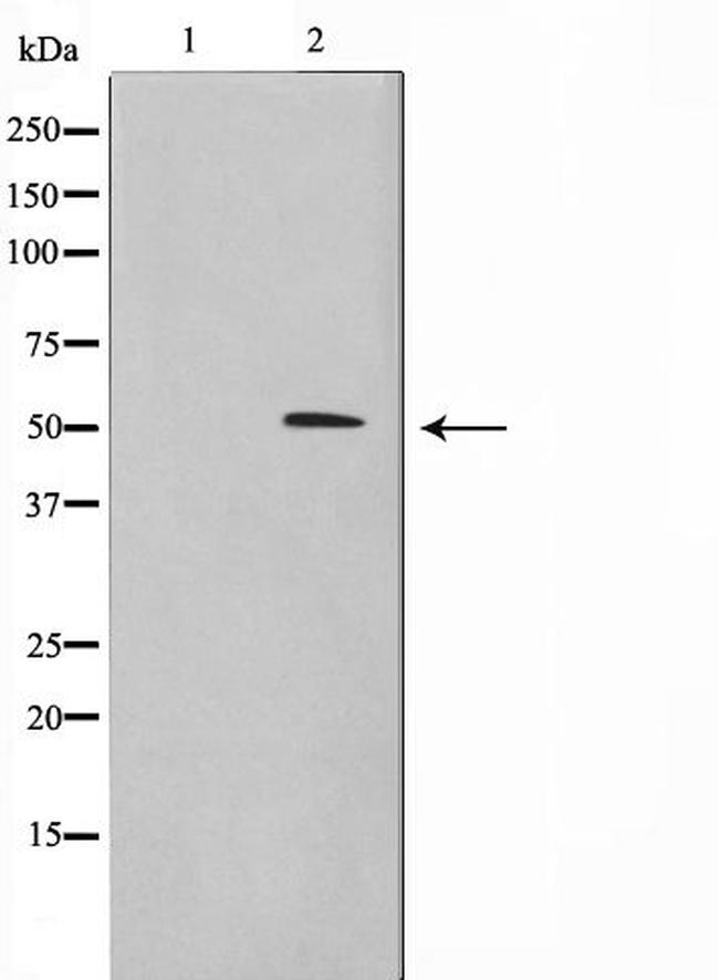 BHLHE41 Antibody in Western Blot (WB)