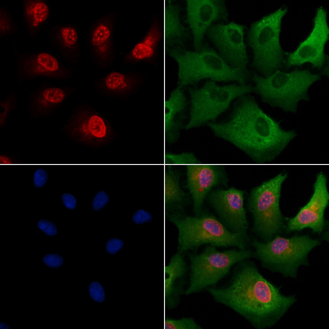 BHLHE41 Antibody in Immunocytochemistry (ICC/IF)