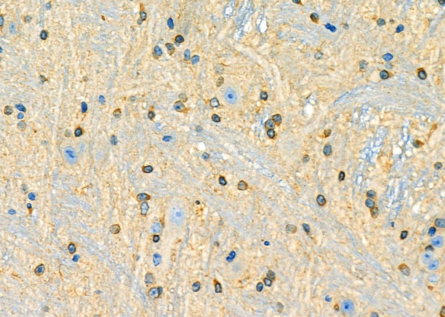 BHLHE41 Antibody in Immunohistochemistry (Paraffin) (IHC (P))