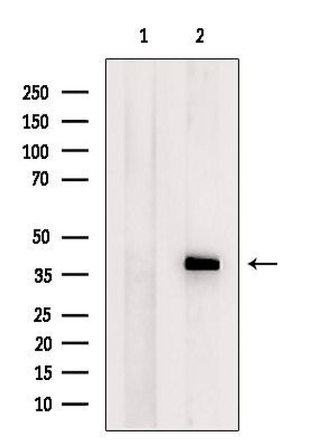 FKBPL Antibody in Western Blot (WB)