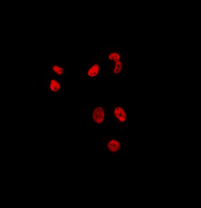 MAST3 Antibody in Immunocytochemistry (ICC/IF)