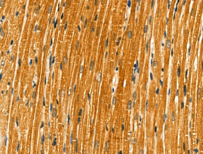 FKRP Antibody in Immunohistochemistry (Paraffin) (IHC (P))