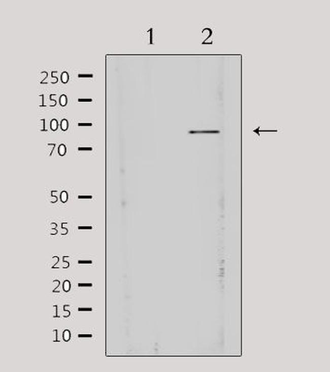 AKAP3 Antibody in Western Blot (WB)