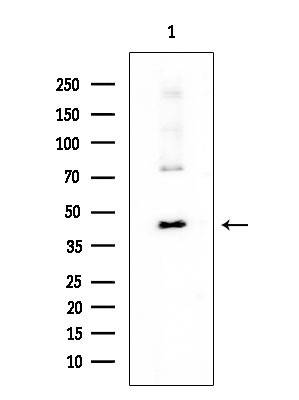 TRIP13 Antibody in Western Blot (WB)