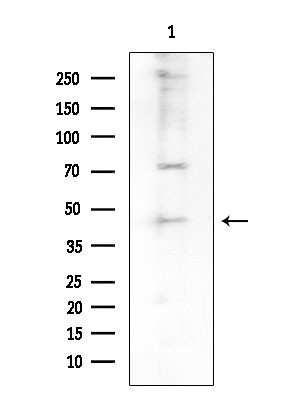 TRIP13 Antibody in Western Blot (WB)