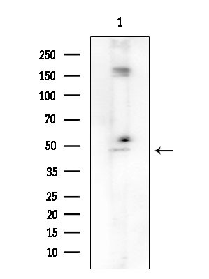 TRIP13 Antibody in Western Blot (WB)