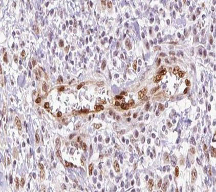 Gastrin Antibody in Immunohistochemistry (Paraffin) (IHC (P))