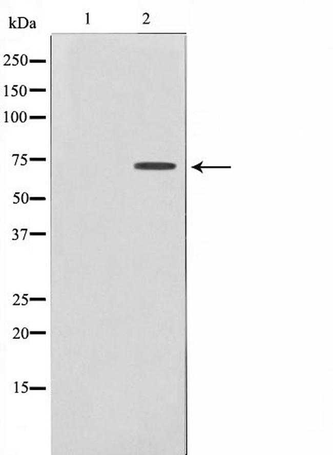 DYRK1B Antibody in Western Blot (WB)