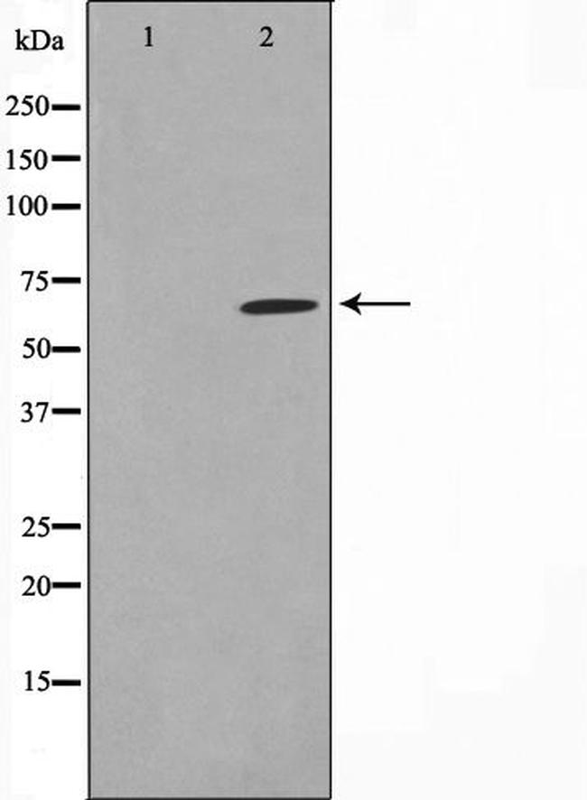 SPDL1 Antibody in Western Blot (WB)