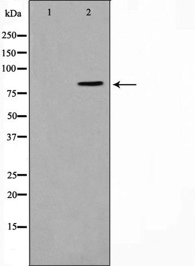 SALF Antibody in Western Blot (WB)