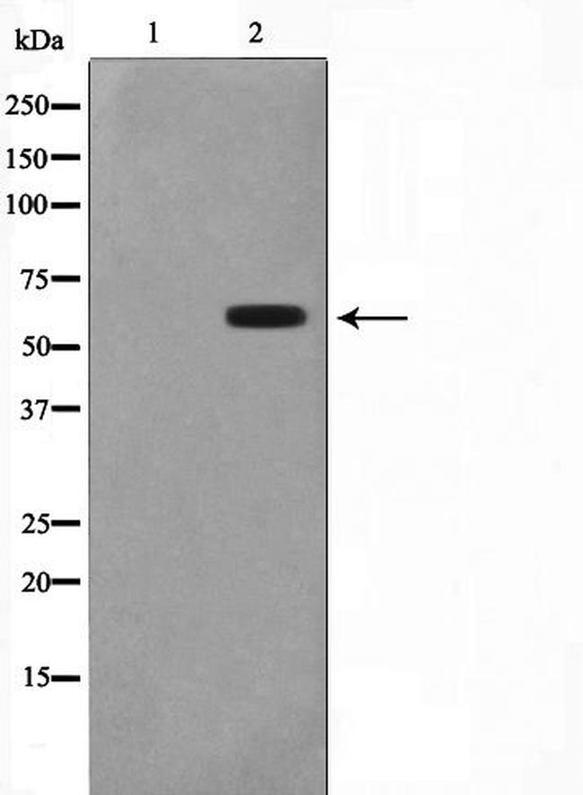 CYP2C19 Antibody in Western Blot (WB)