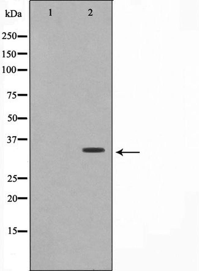 COX6C Antibody in Western Blot (WB)