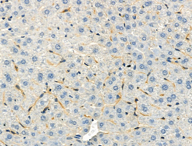 Phospho-Protein APC (Ser2054) Antibody in Immunohistochemistry (Paraffin) (IHC (P))