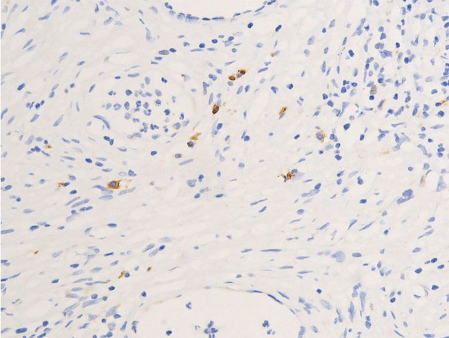 Phospho-Glucocorticoid Receptor (Ser211) Antibody in Immunohistochemistry (Paraffin) (IHC (P))