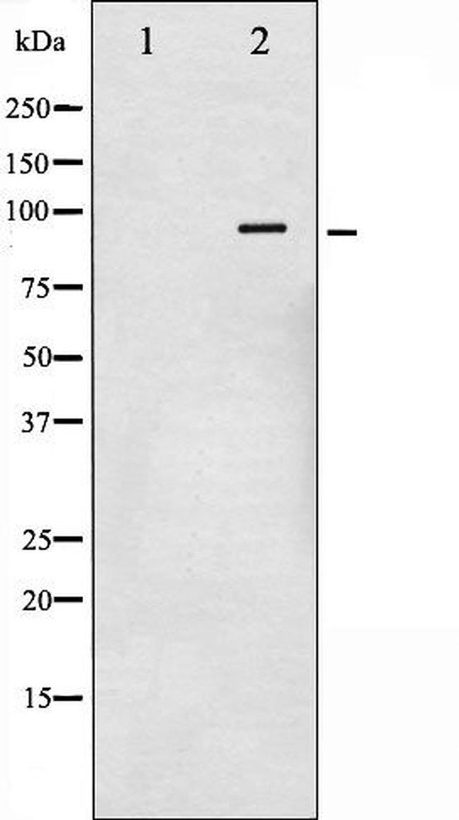 Phospho-Glucocorticoid Receptor (Ser211) Antibody in Western Blot (WB)