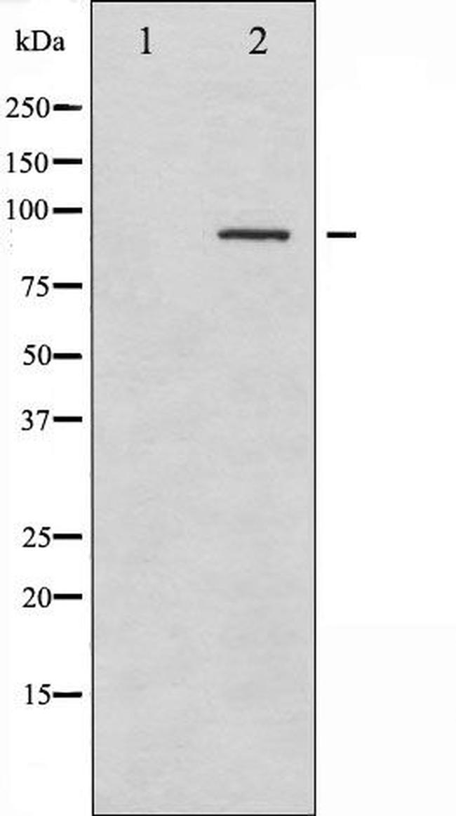 Phospho-SYK (Tyr323) Antibody in Western Blot (WB)