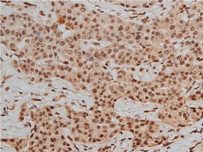 Phospho-HDAC3 (Ser424) Antibody in Immunohistochemistry (Paraffin) (IHC (P))