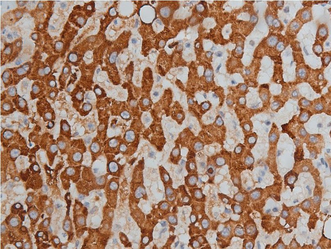 Phospho-HDAC3 (Ser424) Antibody in Immunohistochemistry (Paraffin) (IHC (P))