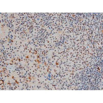 Phospho-GATA1 (Ser142) Antibody in Immunohistochemistry (Paraffin) (IHC (P))