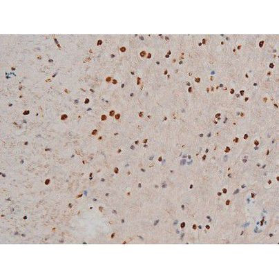 Phospho-GATA1 (Ser142) Antibody in Immunohistochemistry (Paraffin) (IHC (P))