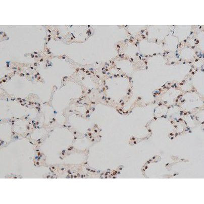 Phospho-GATA1 (Ser142) Antibody in Immunohistochemistry (Paraffin) (IHC (P))