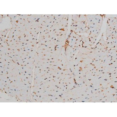 Phospho-GATA1 (Ser142) Antibody in Immunohistochemistry (Paraffin) (IHC (P))