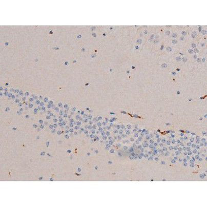 Phospho-Cdc25A (Ser124) Antibody in Immunohistochemistry (Paraffin) (IHC (P))