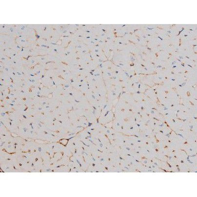 Phospho-Cdc25A (Ser124) Antibody in Immunohistochemistry (Paraffin) (IHC (P))