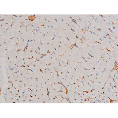 Phospho-Cdc25A (Ser124) Antibody in Immunohistochemistry (Paraffin) (IHC (P))