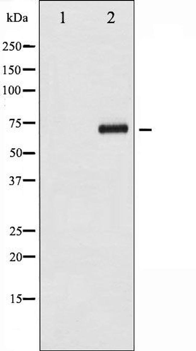 Phospho-Cdc25A (Ser124) Antibody in Western Blot (WB)