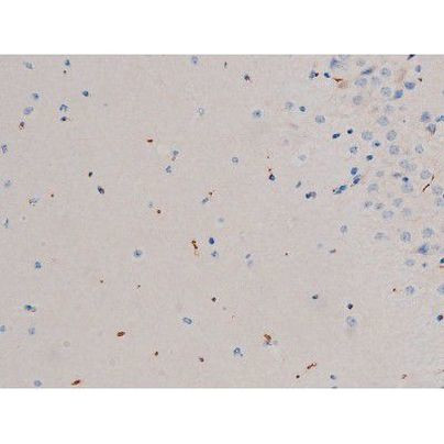 Phospho-CDC25A (Thr507) Antibody in Immunohistochemistry (Paraffin) (IHC (P))