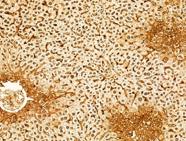 Phospho-SREBP1 (Ser439) Antibody in Immunohistochemistry (Paraffin) (IHC (P))