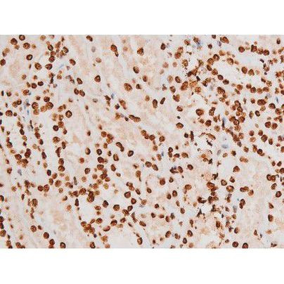 Phospho-C-rel (Ser503) Antibody in Immunohistochemistry (Paraffin) (IHC (P))